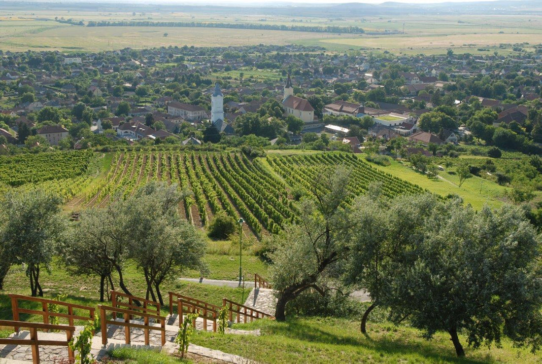 Wine Guide to Hungary