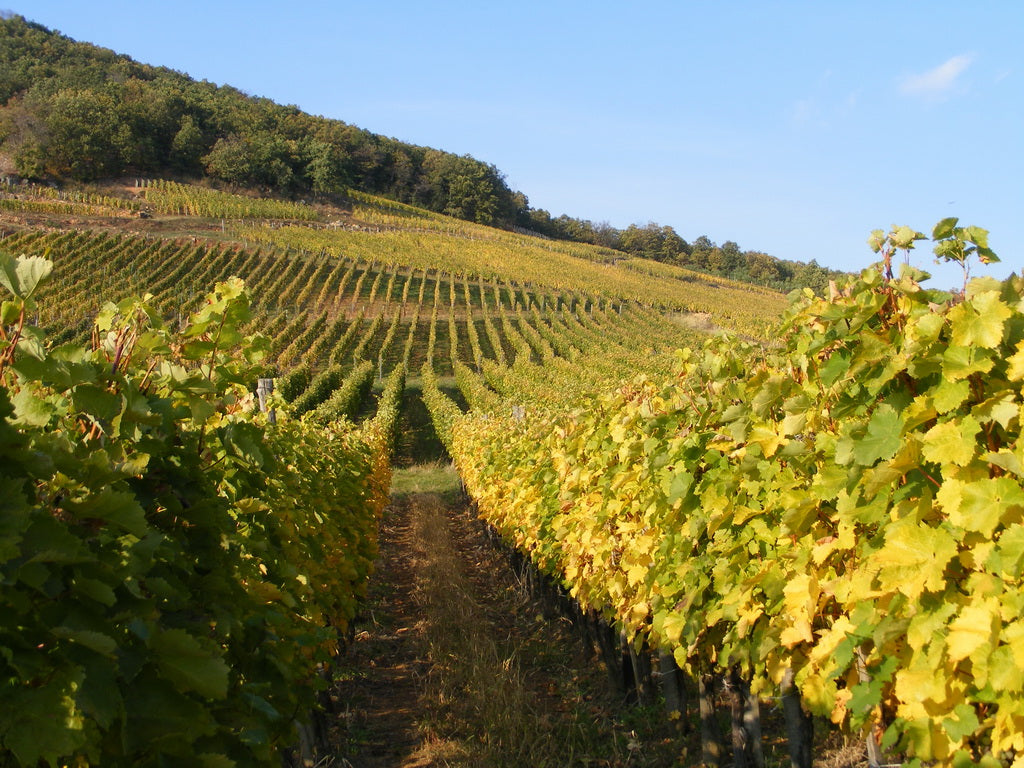 Let's make Tokaj great again!