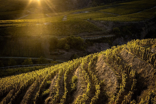 Private Wine Tour to Tokaj-13-17th September 2024